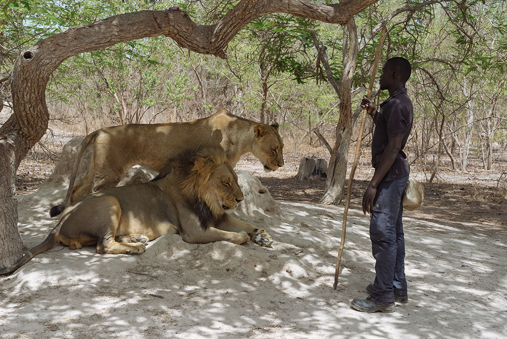 pareja de leones con guía en la reserva reserva de vida salvaje de Fathala, Senegal
