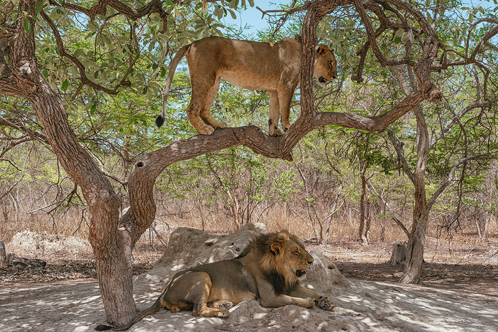 Pareja de leones en la reserva de vida salvaje de Fathala