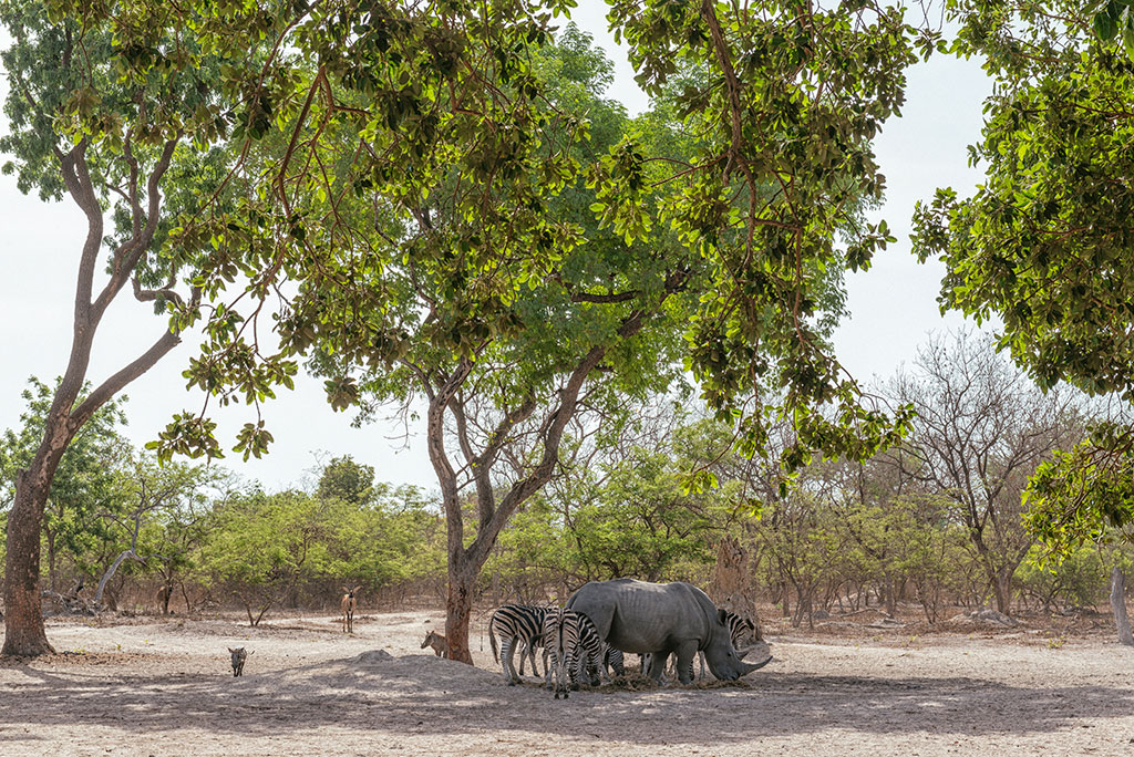 Manada de animales salvajes en la reserva de vida salvaje de Fathala, Senegal