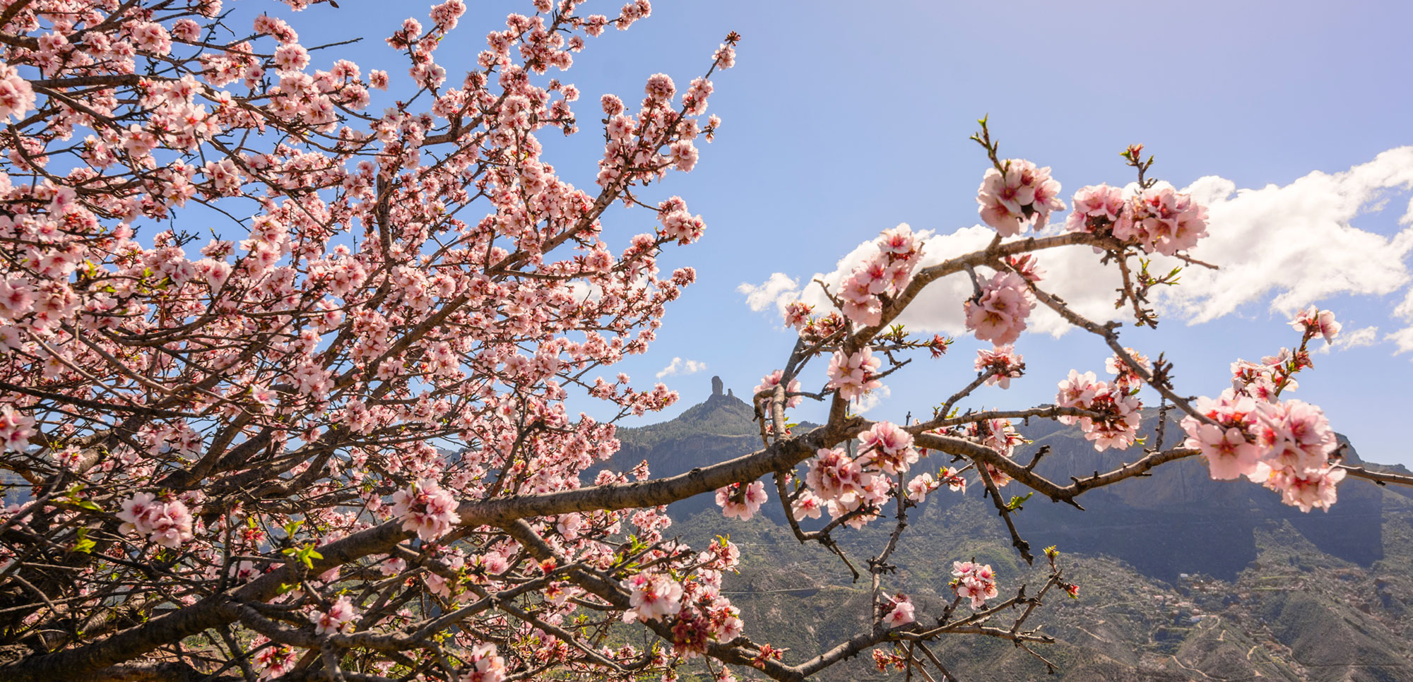 Tiempo de almendros en flor en Canarias: recuerdos y sabores - Viajar es  vivir
